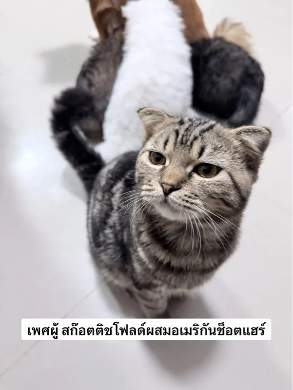 ชิสุผสมปอม หน้าหมีค่ะเลือกได้เลย