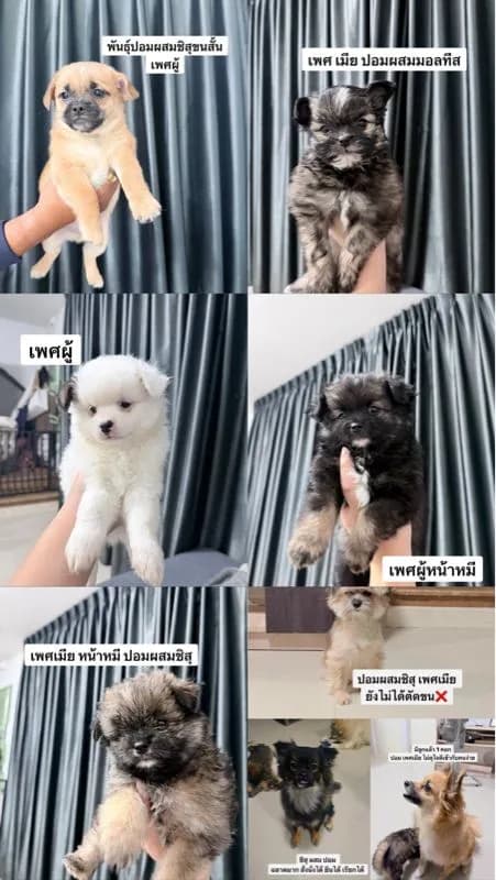 ชิสุผสมปอม หน้าหมีค่ะเลือกได้เลย