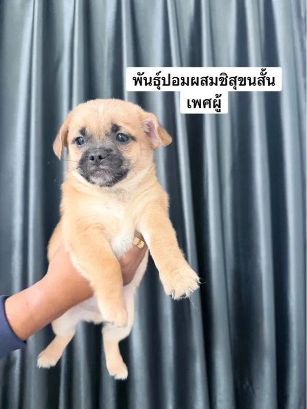 ชิสุผสมปอม หน้าหมีค่ะเลือกได้เลย