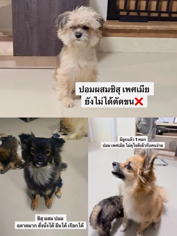 ชิสุผสมปอม หน้าหมีค่ะเลือกได้เลย