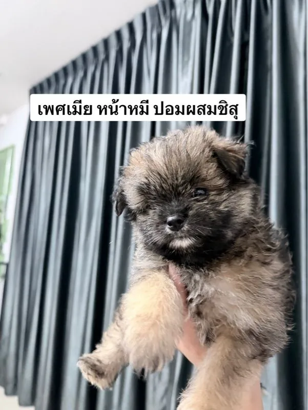 ชิสุผสมปอม หน้าหมีค่ะเลือกได้เลย
