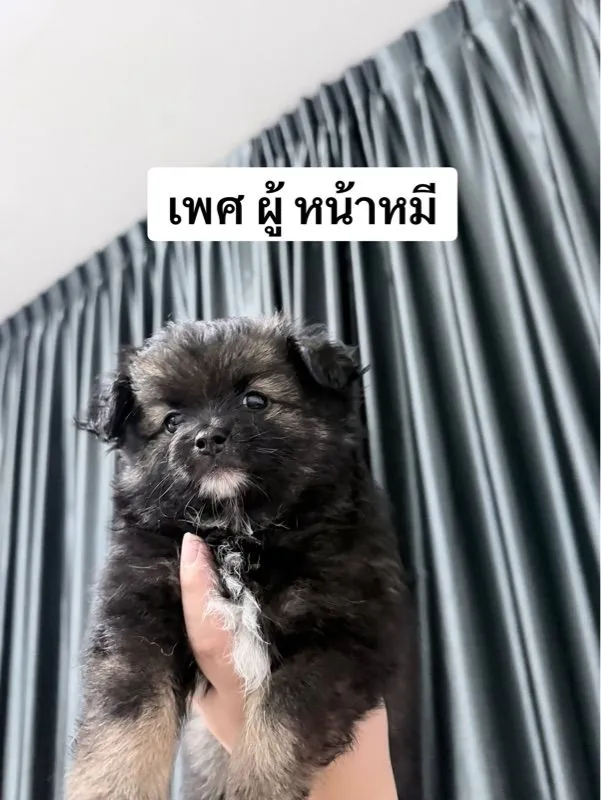 ชิสุผสมปอม หน้าหมีค่ะเลือกได้เลย