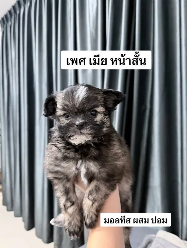ชิสุผสมปอม หน้าหมีค่ะเลือกได้เลย