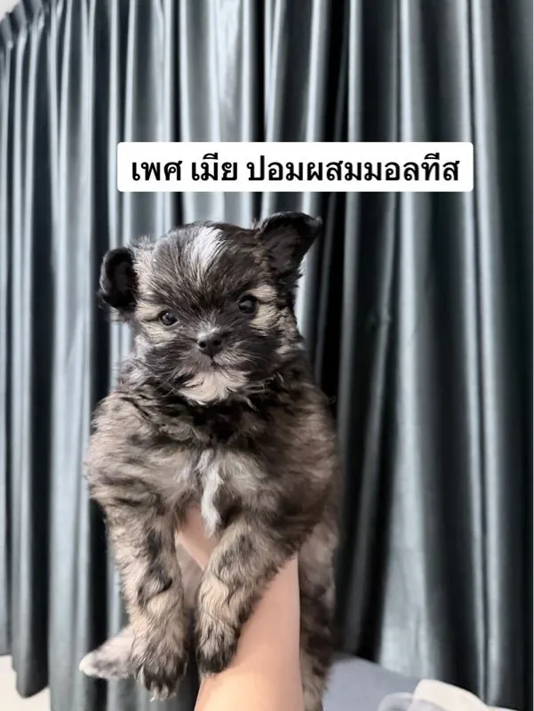ชิสุผสมปอม หน้าหมีค่ะเลือกได้เลย
