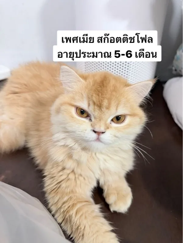 ชิสุผสมปอม หน้าหมีค่ะเลือกได้เลย