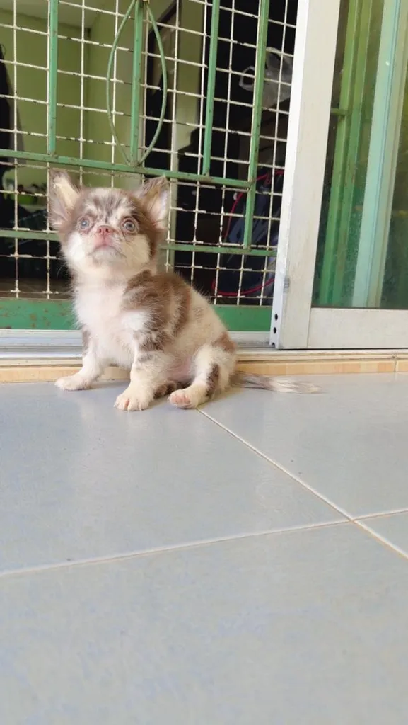 สุนัขเล็ก พันธุ์ชิวาว่า