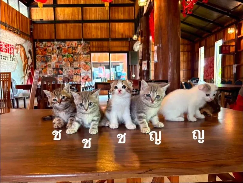 Scottish Fold