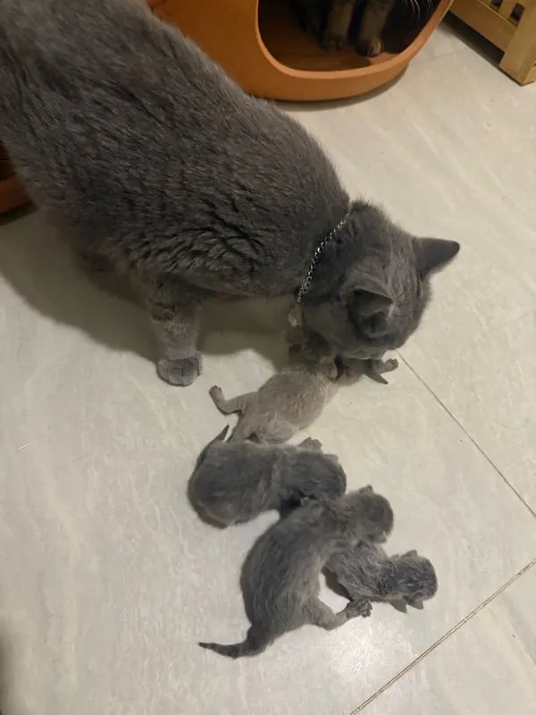 ลูกแมว
