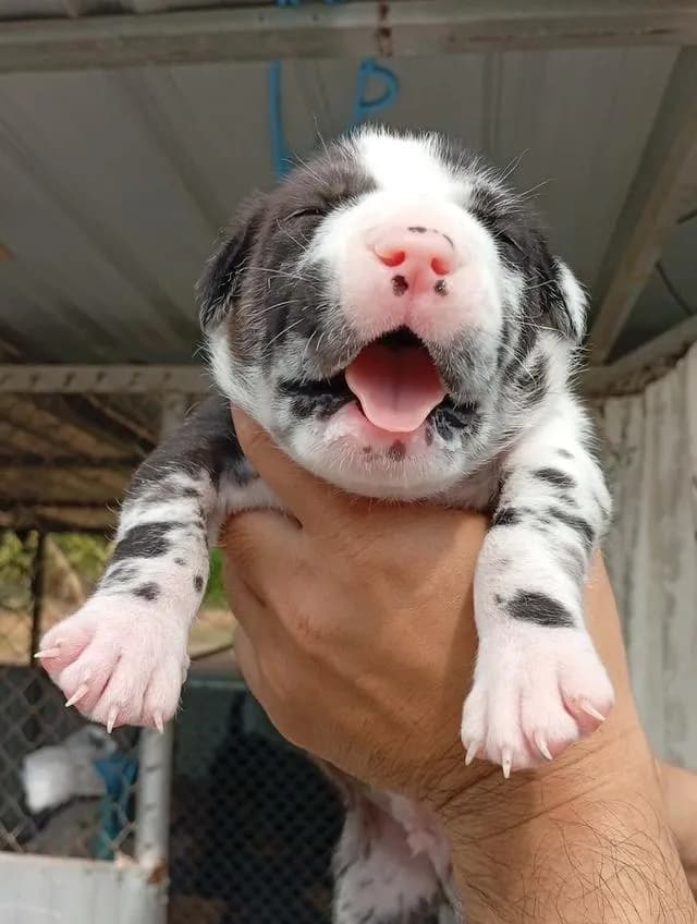 สุนัข concept dog xxl เพศผู้