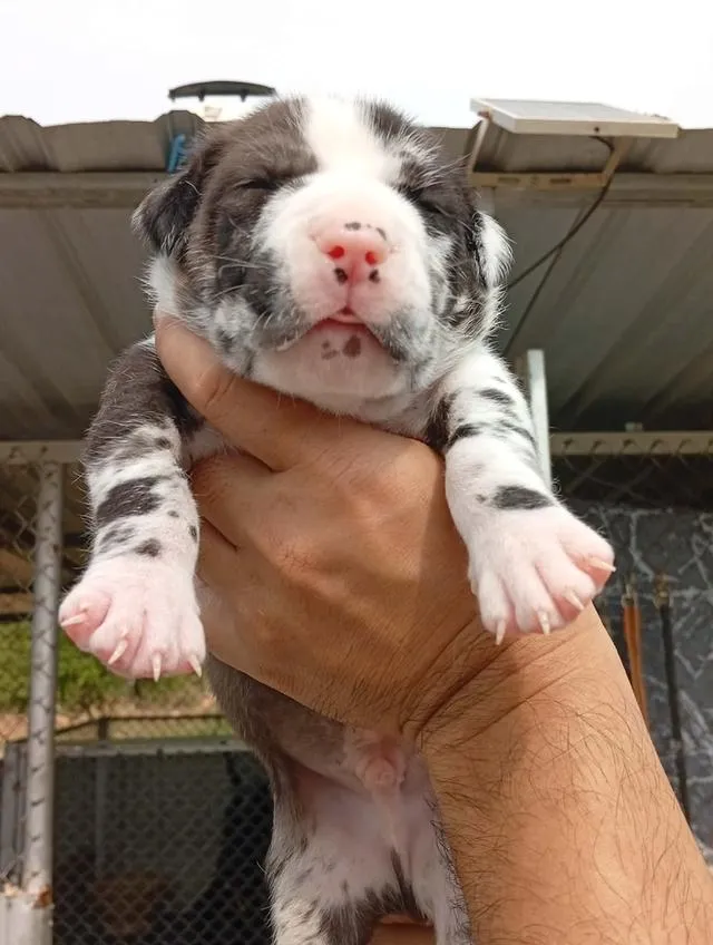 สุนัข concept dog xxl เพศผู้