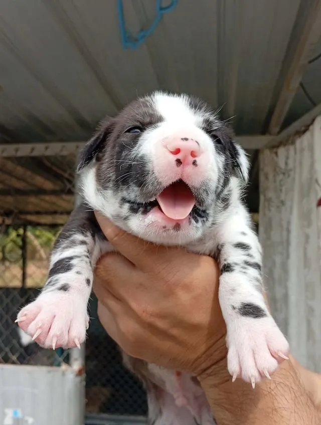 สุนัข concept dog xxl เพศผู้