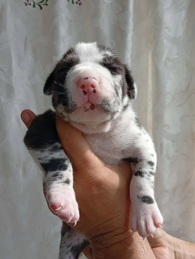 สุนัข concept dog xxl เพศผู้