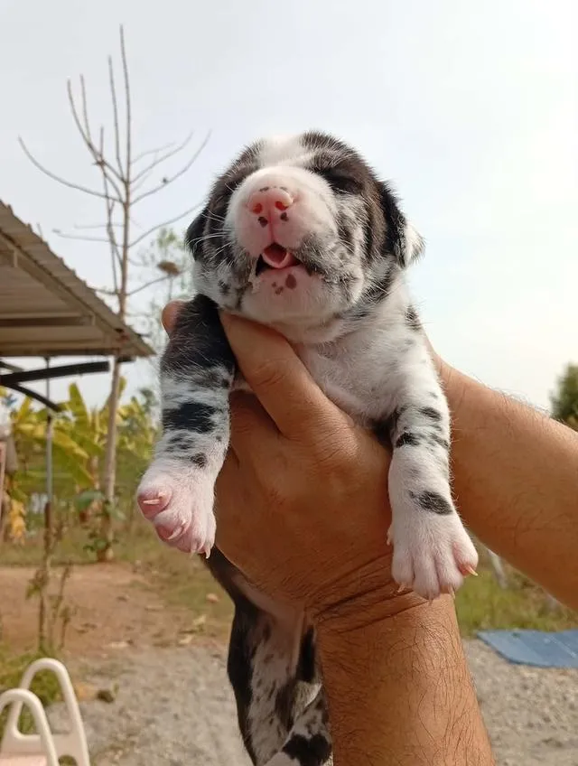 สุนัข concept dog xxl เพศผู้