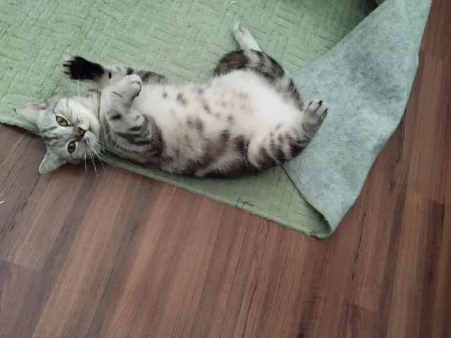 แม่พัน สก๊อตติส