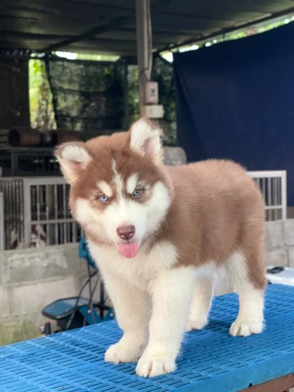 ไซบีเรียนวูลลี่