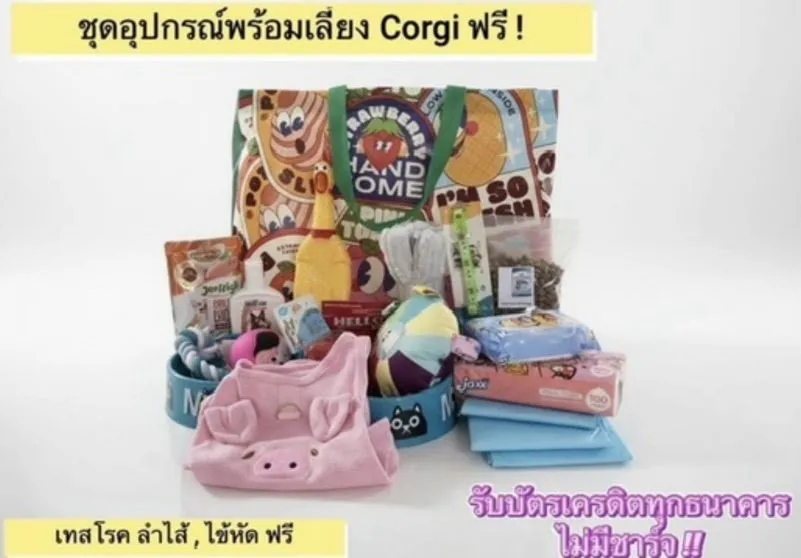 ลูกคอร์กี้ขนสั้น เพศเมีย สายเลือดแชมป์จีน