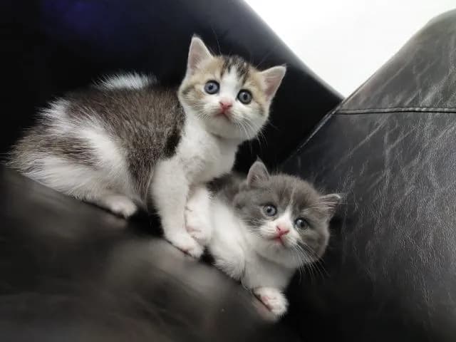 แมว scottish fold