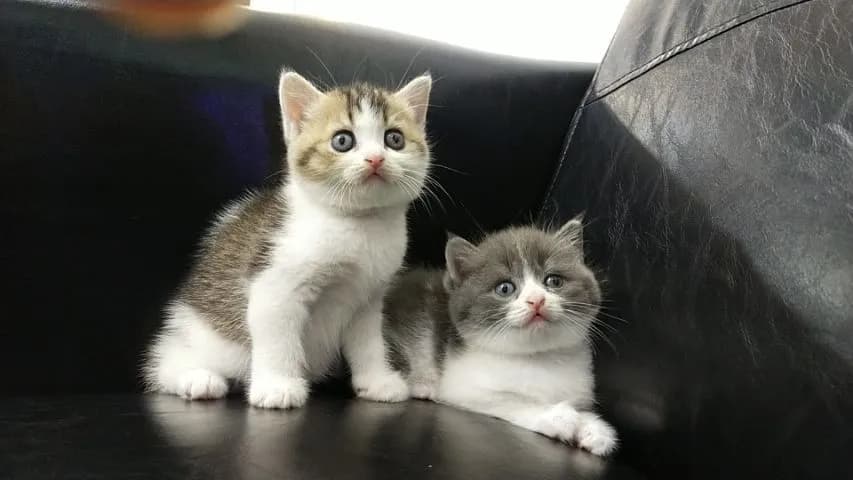 แมว scottish fold