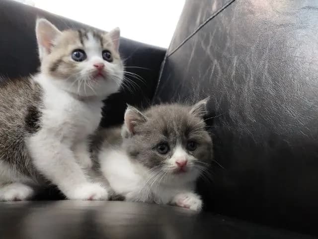 แมว scottish fold