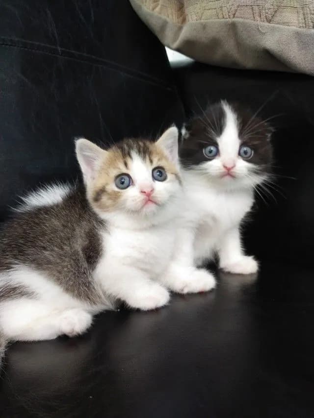 แมว scottish fold