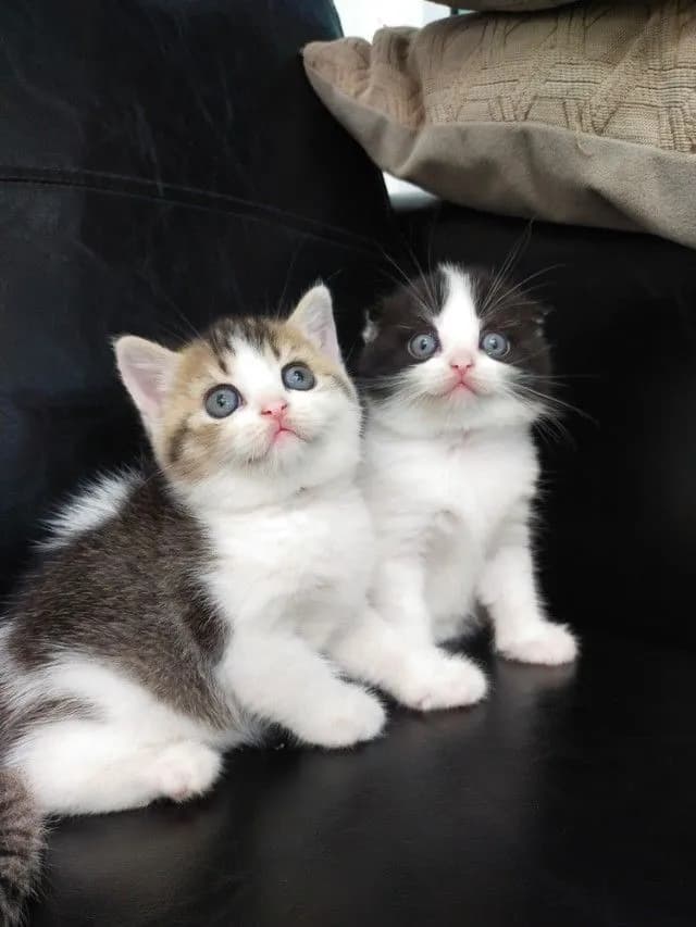 แมว scottish fold