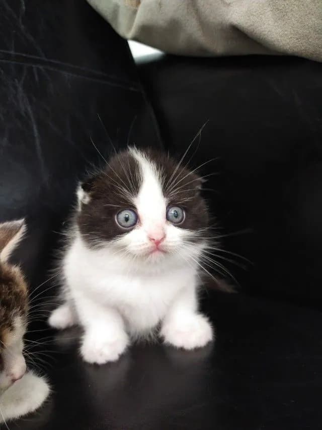 แมว scottish fold