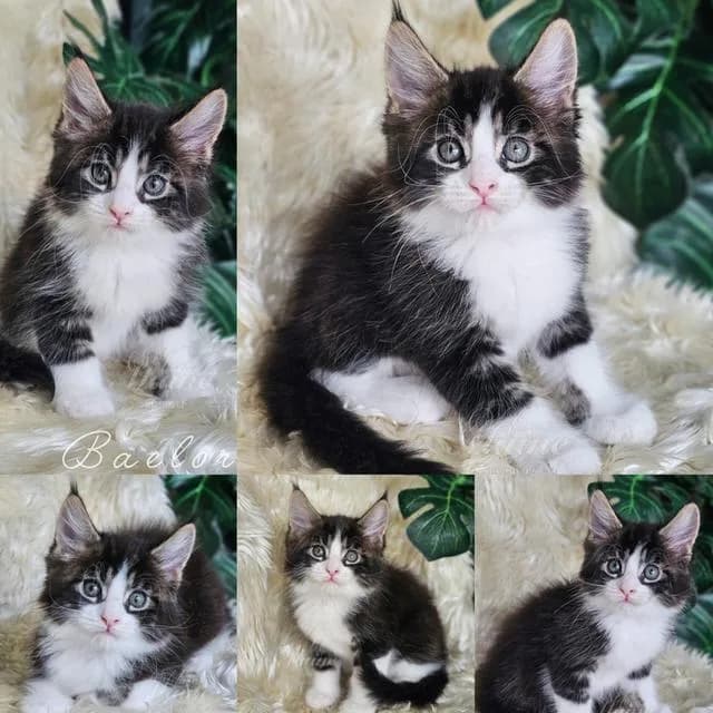 ลูกแมวสายพันธ์ เมนคูน แท้