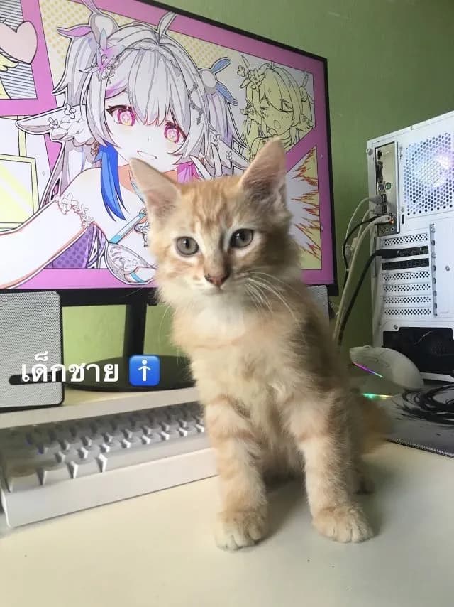 หาบ้านให้น้องแมว