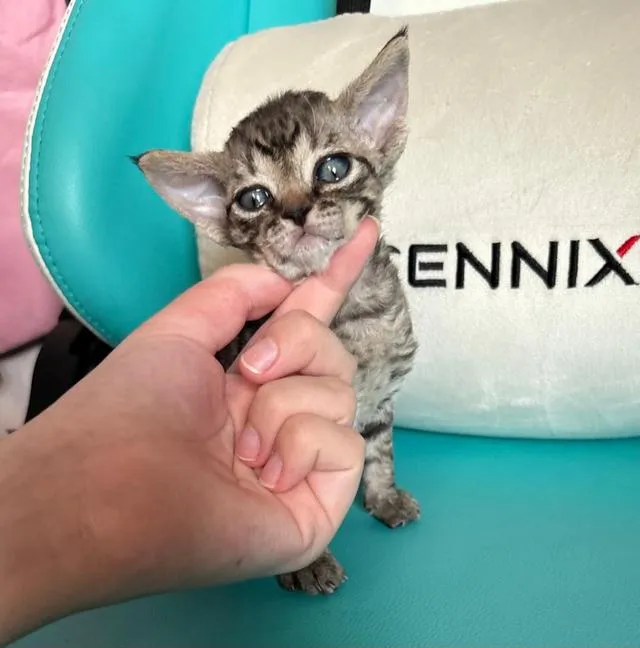 Devon Rex are curly-haired cats.