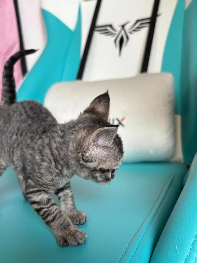Devon Rex are curly-haired cats.