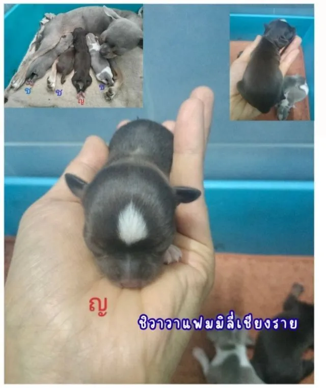 ชิวาวาแท้ไซส์เล็กสีช็อค