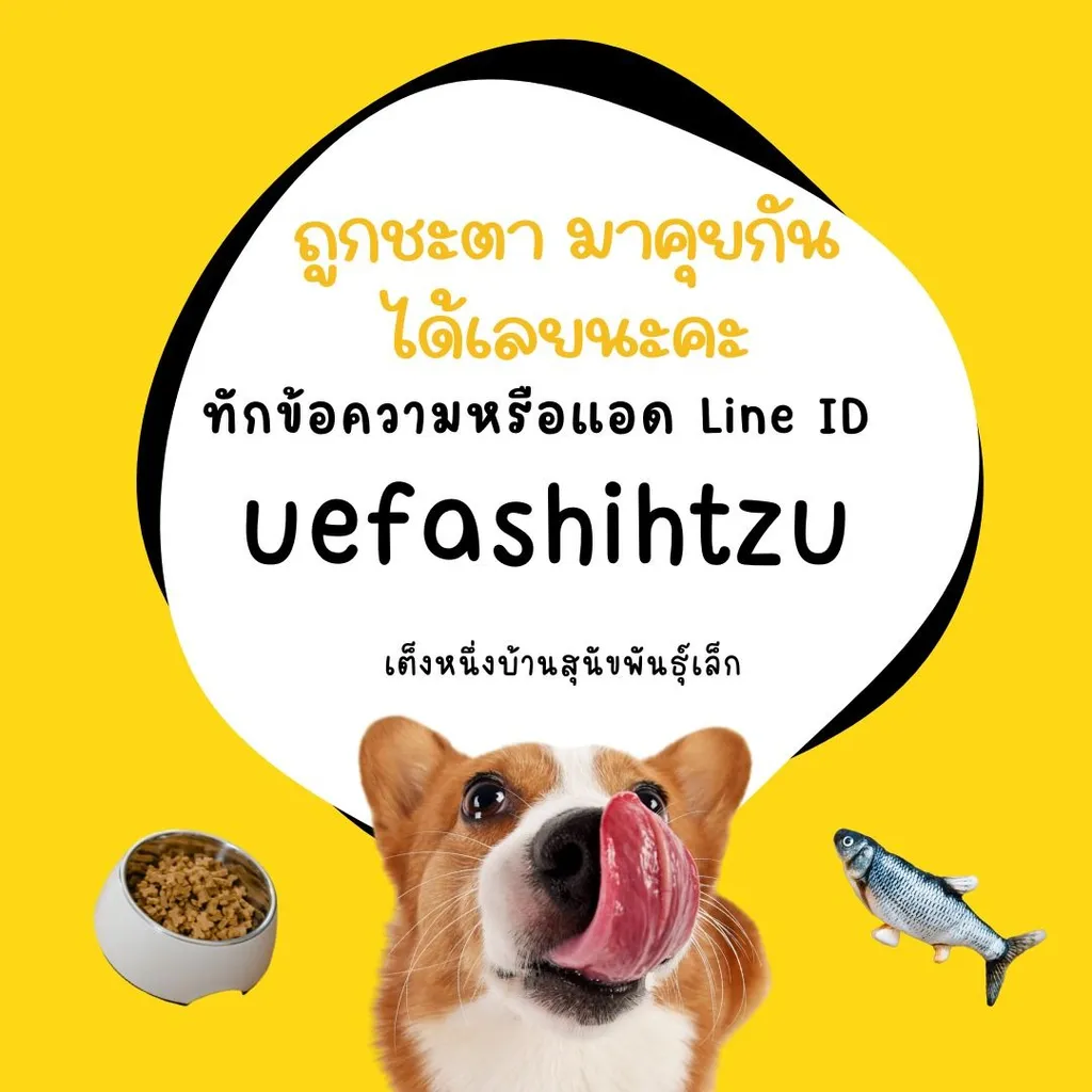 ด่วน 6900 ลดเหลือ 5500 ปอมเเท้ รวมวัคซีน ไซส์เล็ก พร้อมย้าย