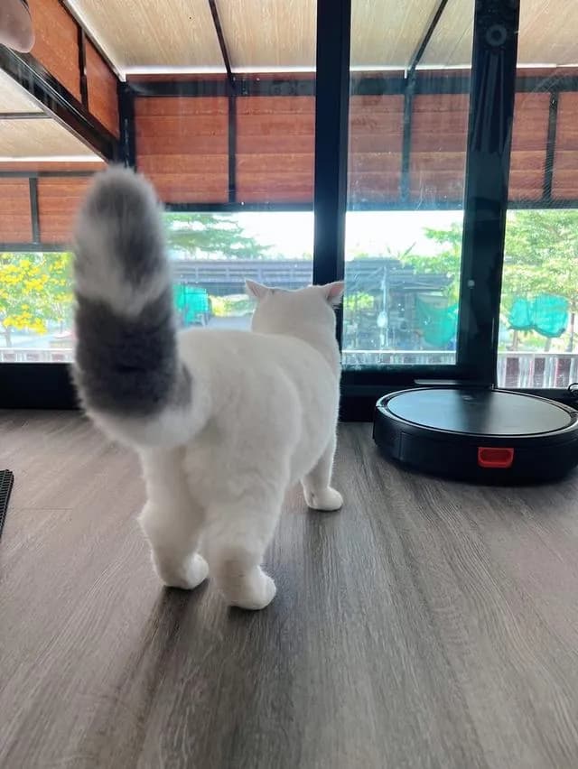 แมวบริติชช๊อตแฮร์เพศเมีย