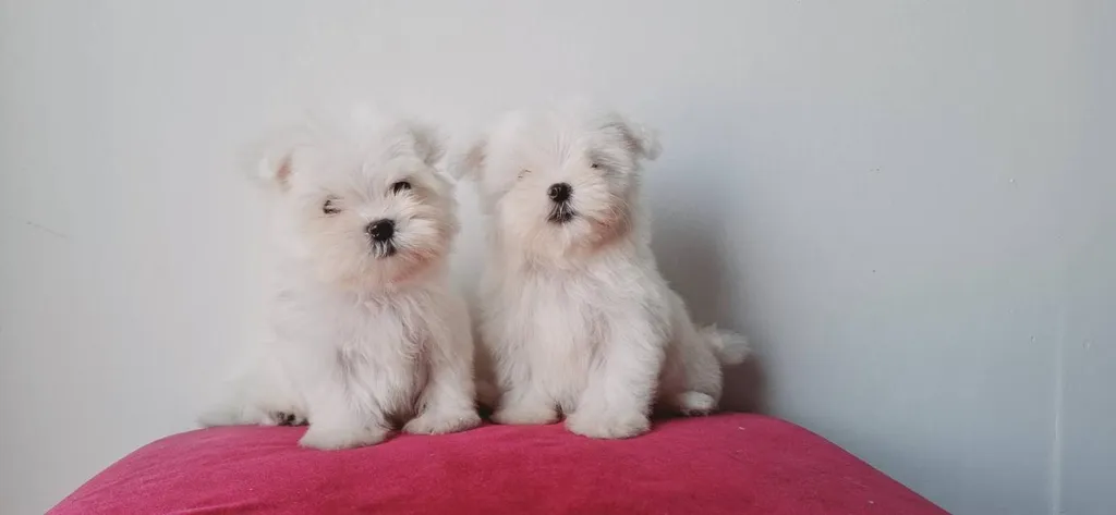 สุนัขสายพันธุ์มอลทีสแท้ไซส์เล็ก ผู้เมีย