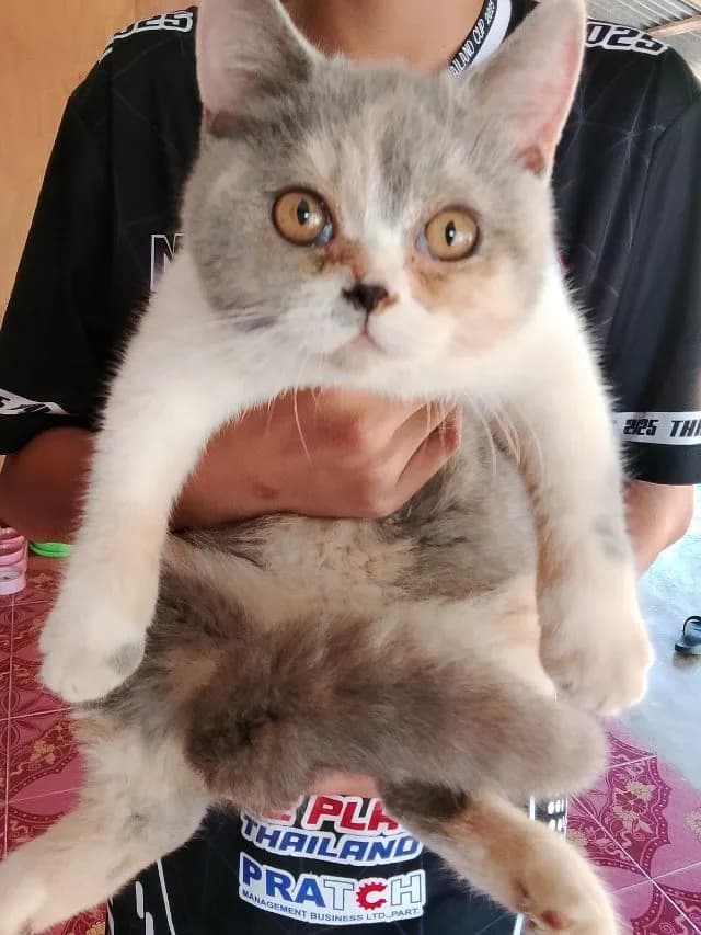 หาบ้านให้น้องแมวไหมครับ