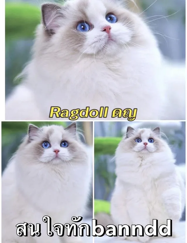 แมวRagdoll กทม นวมินทร์ทำวัคซีนตรวจโรคและสุขภาพให้ก่อนบ้านทุกคนทักด่วน:banndd