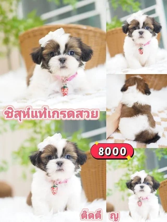 ชิสุห์แท้