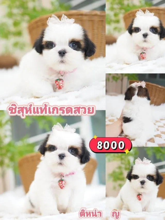 ชิสุห์แท้