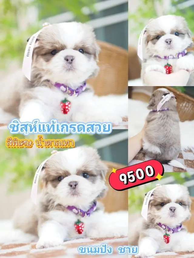 ชิสุห์แท้