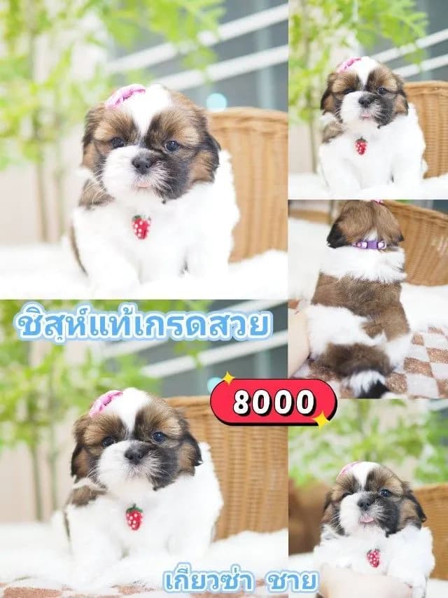 ชิสุห์แท้