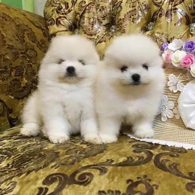ลูกปอมแท้ มีบริการจัดส่งทั่วประเทศ