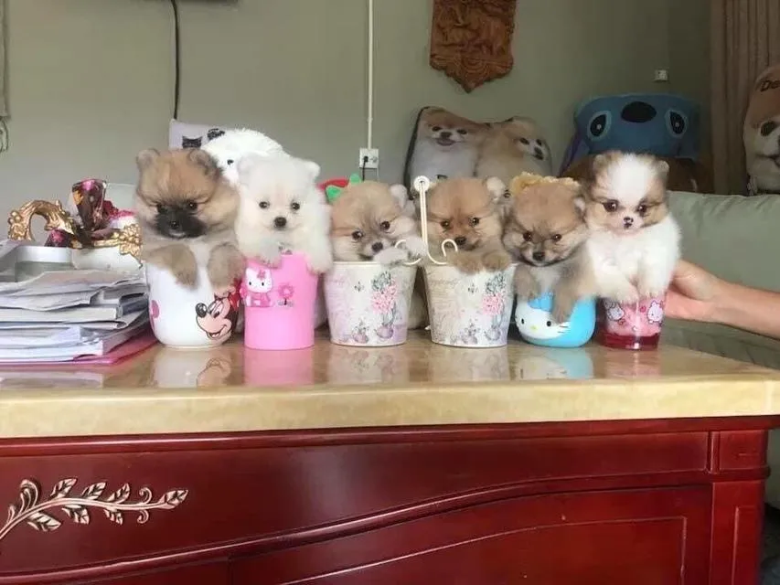 ลูกปอมแท้ มีบริการจัดส่งทั่วประเทศ