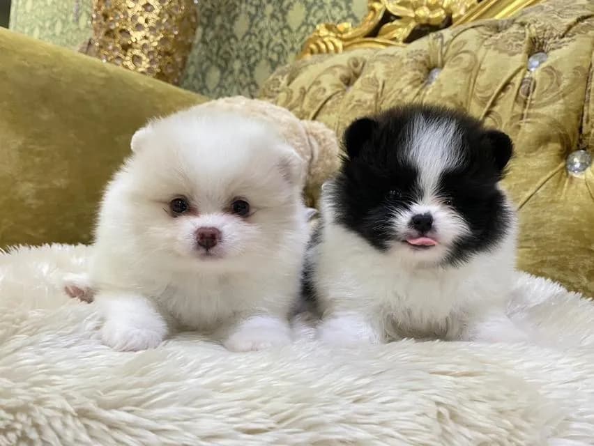 ลูกปอมแท้ มีบริการจัดส่งทั่วประเทศ