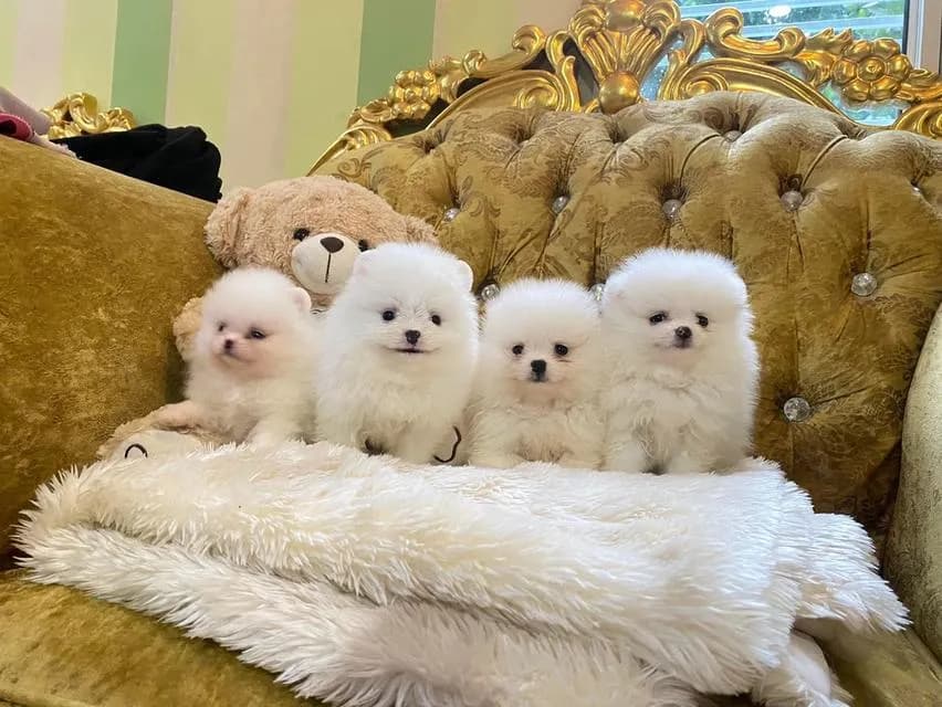 ลูกปอมแท้ มีบริการจัดส่งทั่วประเทศ