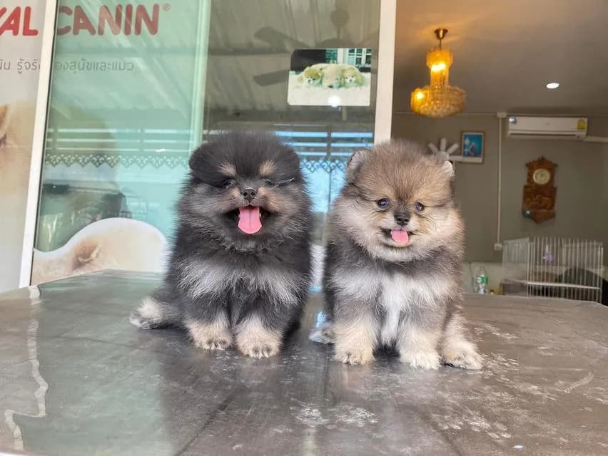ลูกปอมแท้ มีบริการจัดส่งทั่วประเทศ