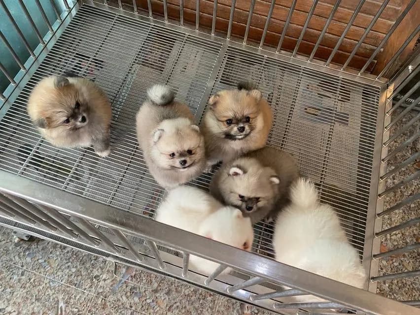 ลูกปอมแท้ มีบริการจัดส่งทั่วประเทศ