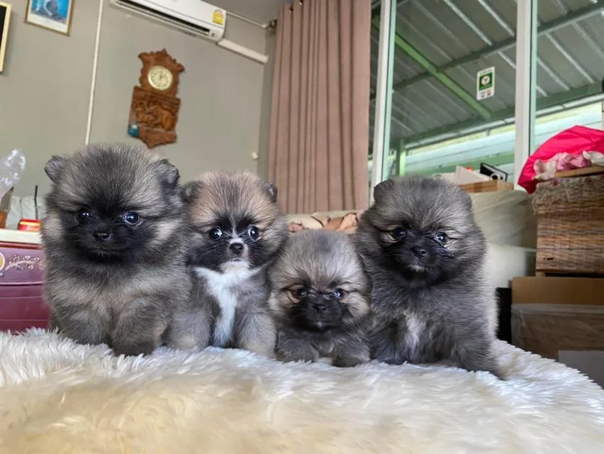 ลูกปอมแท้ มีบริการจัดส่งทั่วประเทศ