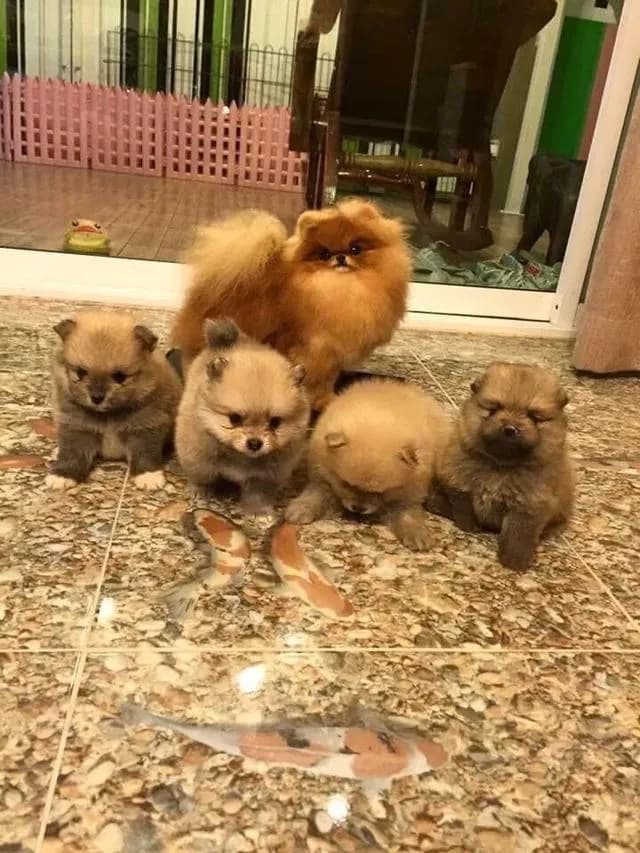 ลูกปอมแท้ มีบริการจัดส่งทั่วประเทศ
