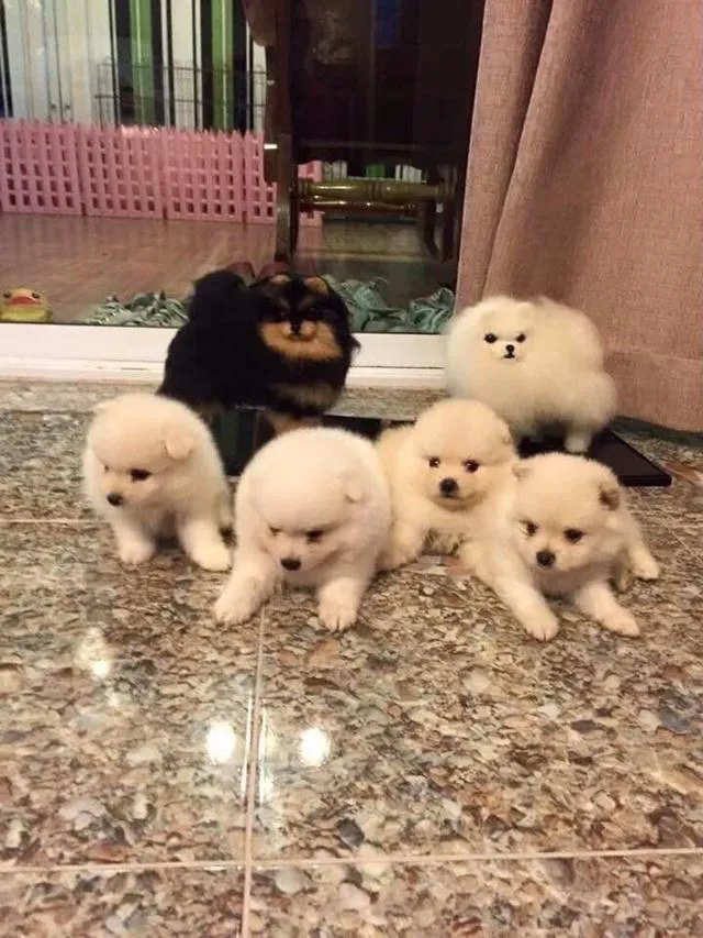 ลูกปอมแท้ มีบริการจัดส่งทั่วประเทศ