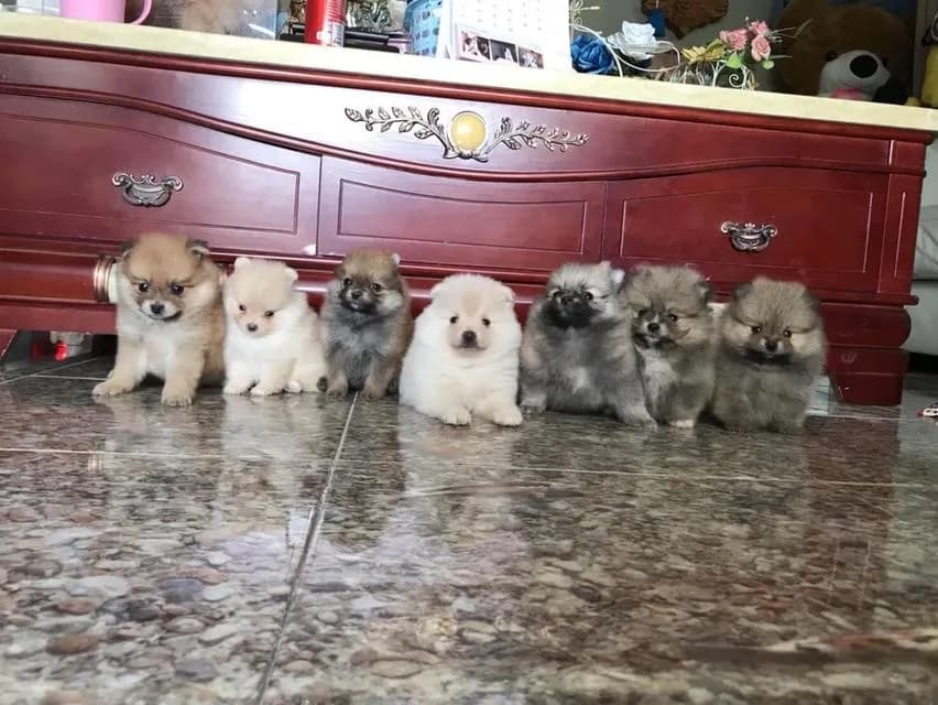 ลูกปอมแท้ มีบริการจัดส่งทั่วประเทศ